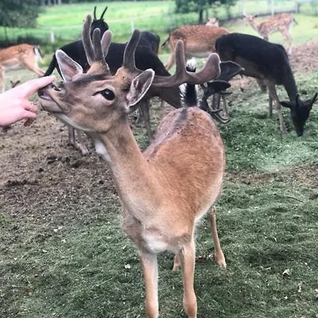 Mala Wenecja - Gosciniec * 노베 보로보