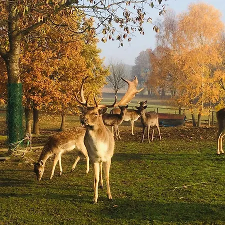 Mala Wenecja - Gosciniec * 노베 보로보