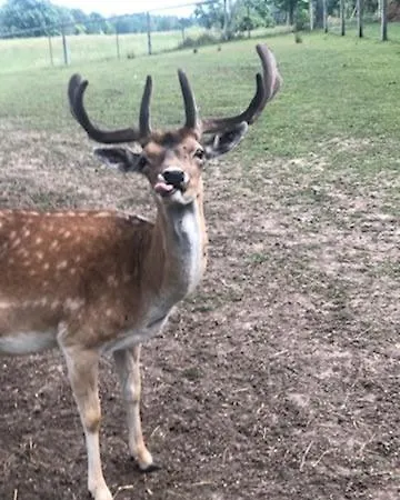 Mala Wenecja - Gosciniec