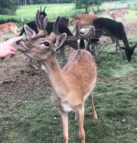 Mala Wenecja - Gosciniec * Nowe Worowo