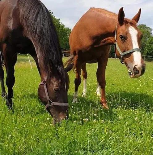 Mala Wenecja - Gosciniec