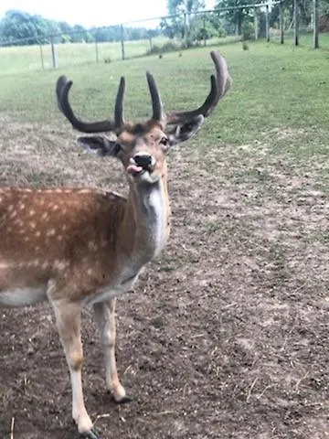 Mala Wenecja - Gosciniec
